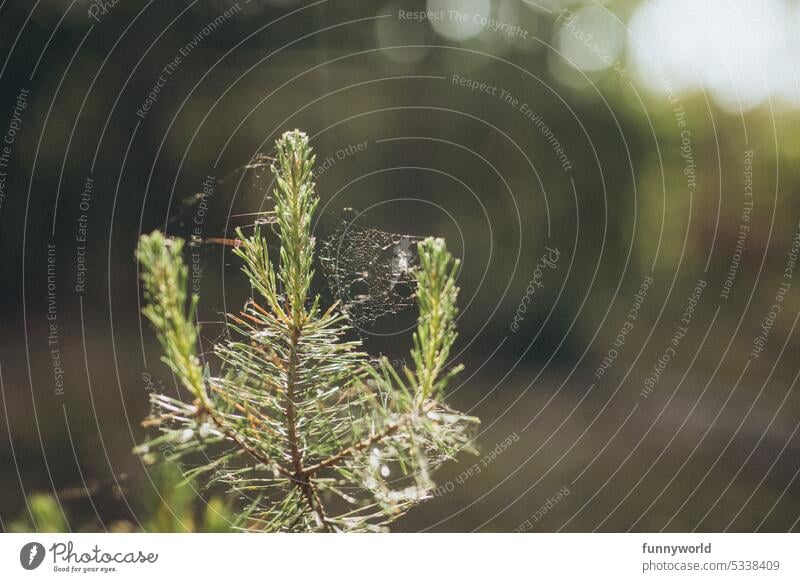 Small spruce with cobwebs Spruce Forest Spruce tree spruce needles Spruce needles in sunlight Delicate Spruce with cobwebs Spruce needles with spider webs