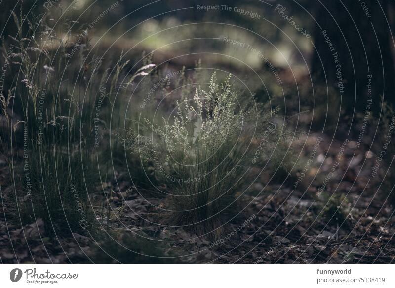 Delicate grasses in the forest Sunlight Shadow Woodground Forest Summer Nature Plant Light Colour photo Exterior shot Deserted Environment Day Beautiful weather