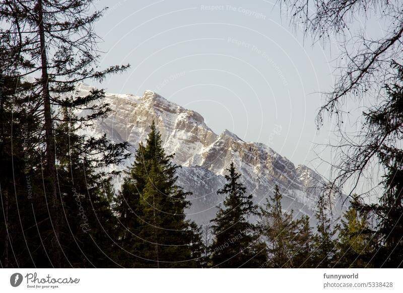 Snow covered mountain massif with fir trees in foreground Alps Winter Snowcapped peak Mountain Peak Exterior shot Landscape Nature Deserted Day Rock Sky