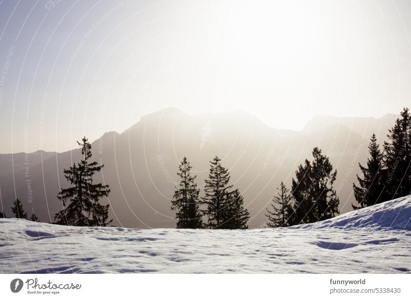 Sunny snowy landscape with trees Winter sun-drenched Sunrise Sunset snow-covered fir trees Silhouette Snow White Nature Cold Winter mood Winter's day Snow layer