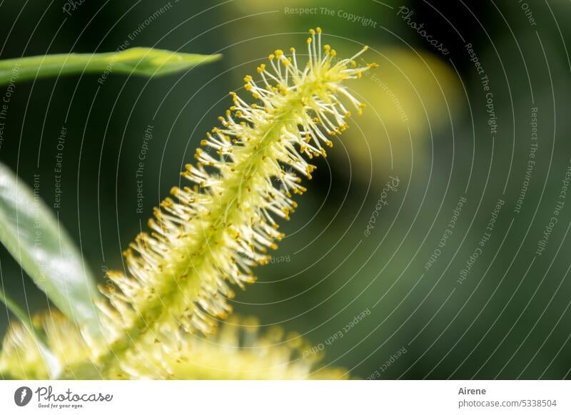 MainFux | golden blooms the silver willow Willow tree Silver Willow salix Blossom Blossoming Green Spring Nature Forest Tree Yellow Bright Sunlight Catkin