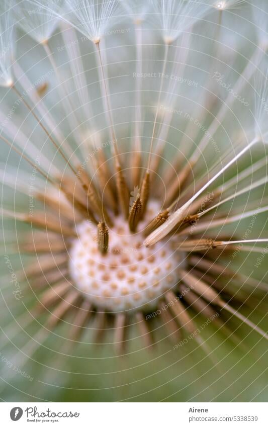 MainFux | many new dandelions Dandelion dandelion seed macro Flying Distribute flight Many Delicate Easy Nature White Round Wait To hold on Aircraft Sphere