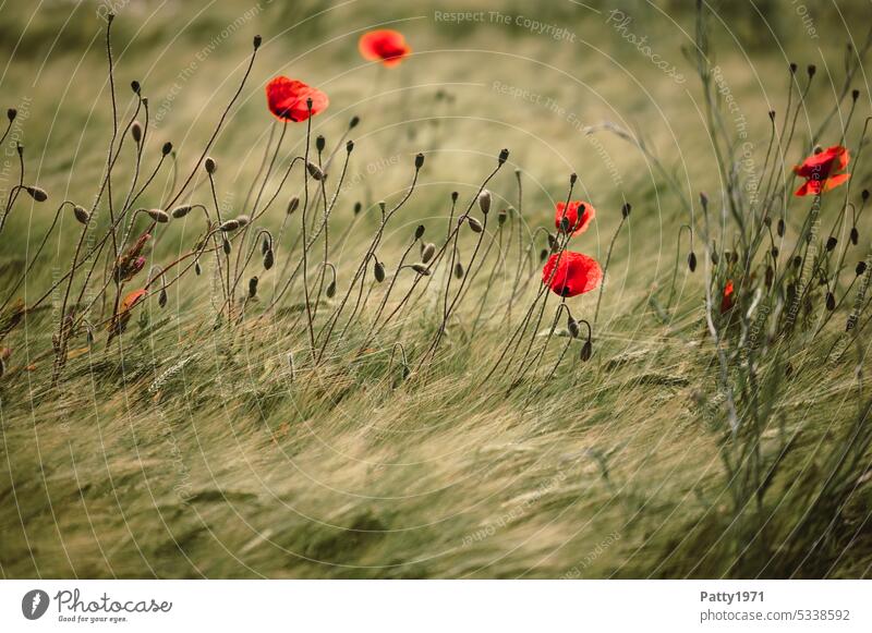 Red poppy in wheat field swaying in the wind Poppy Field Wind Movement Shallow depth of field Corn poppy Idyll Poppy blossom Plant Flower Landscape Blossom