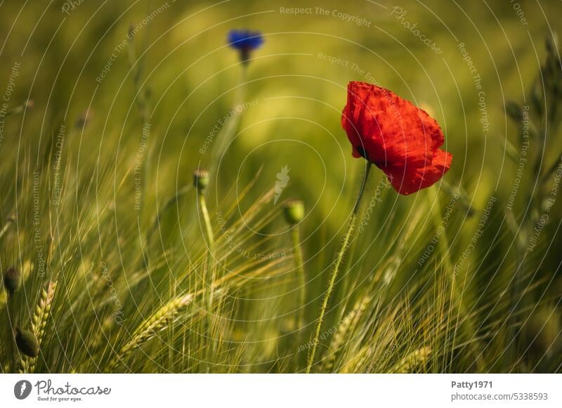 Red poppy blooms in wheat field Poppy Flower Poppy blossom Corn poppy Plant Summer Field Landscape Nature Shallow depth of field Blossom spike Idyll