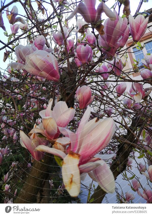 Blooming pink magnolia bush Pink Magnolia Bush Flowering Spring Blossoms Tree Nature Garden Botanical Flora Beautiful Vibrant Petals Blooms Fragrant Colorful