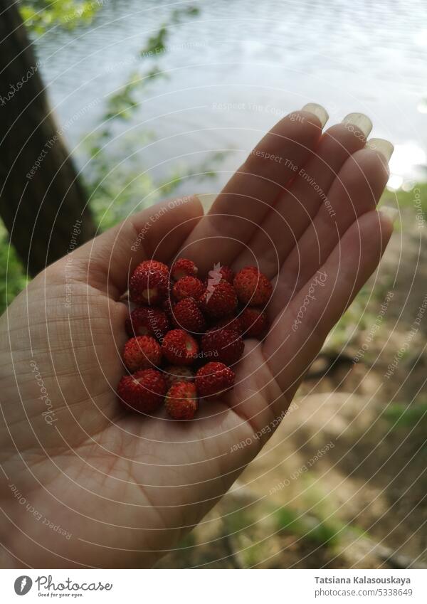 A handful of ripe red fresh wild strawberries in a woman's hand. Fragaria vesca, commonly called the wild strawberry, woodland strawberry, Alpine strawberry, Carpathian strawberry or European strawberry