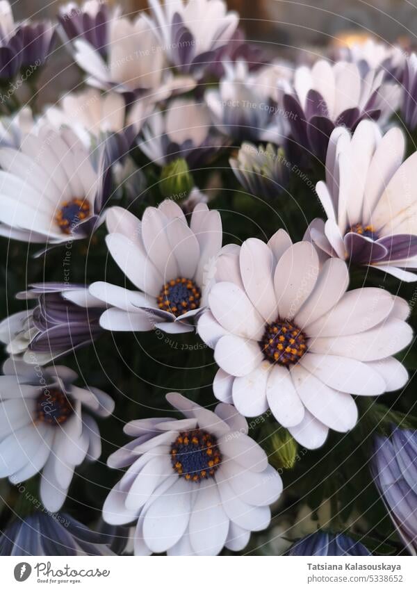 Dimorphotheca ecklonis, also known as Cape marguerite, African daisy, Van Staden's river daisy, Sundays river daisy, white daisy bush, blue-and-white daisy bush, star of the veldt is an ornamental plant that is native to South Africa