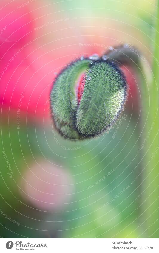 Poppy bud in morning sunlight with dew drops Poppy blossom poppy flower Plant Summer Flower Red Colour photo Exterior shot Deserted Blossom Environment