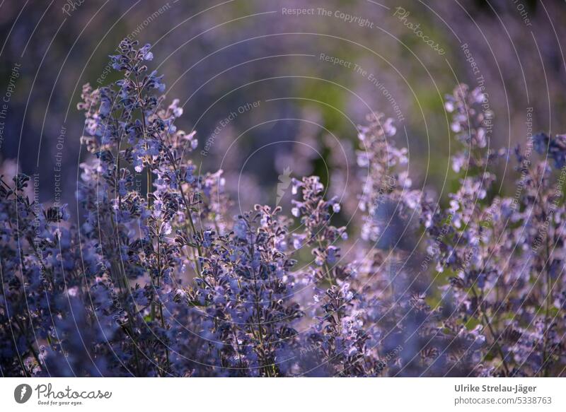 Catnip / lush flower in the evening light catnip Nectar blossoms Blossoming Blue Violet Garden Plant Fragrance Sprinkle Pollen Nature Spring naturally Peaceful