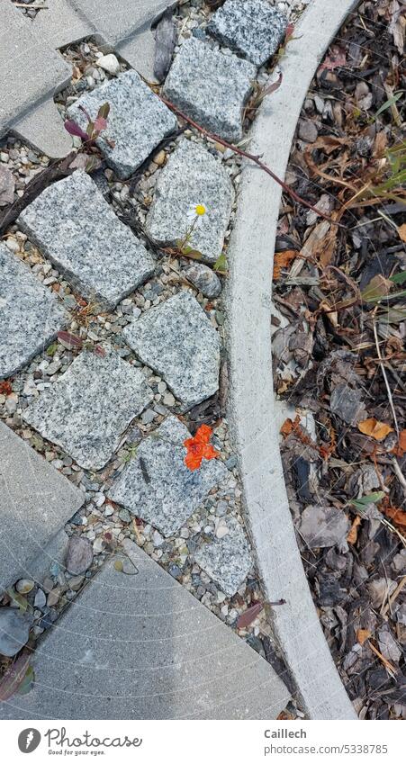 Parking lot flowers - flowers on barren ground Poppy Flower Blossom Nature Poppy blossom Gray Paving stone paving stone geometric Deserted Summer Exterior shot