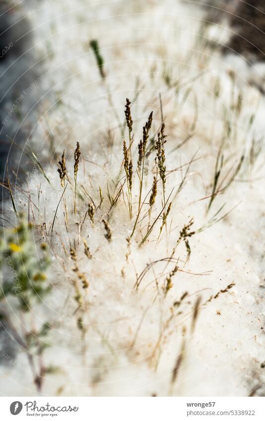 summer snow plants Grass pappelsamen Summer Green Environment Exterior shot Deserted Growth Poplar Snow Cardboard fluff Summer snow Colour photo naturally