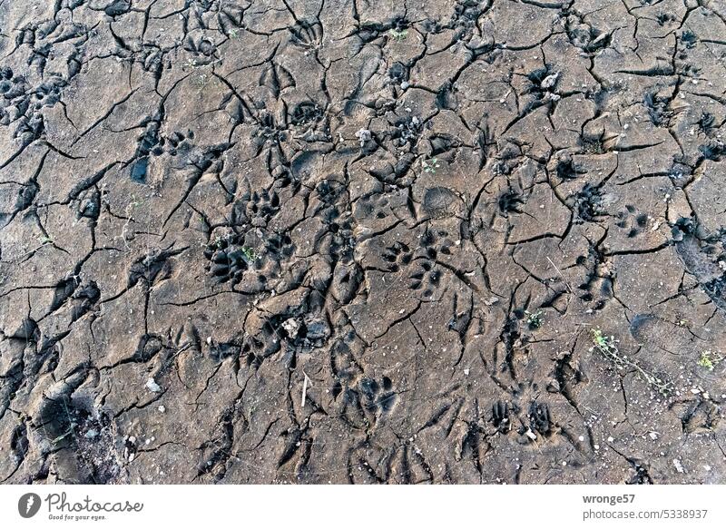 Traces in the damp Elbe ground | gray in gray topic day grey in grey Gray Exterior shot Deserted River River bank river bottom Tracks Prints Kick Colour photo