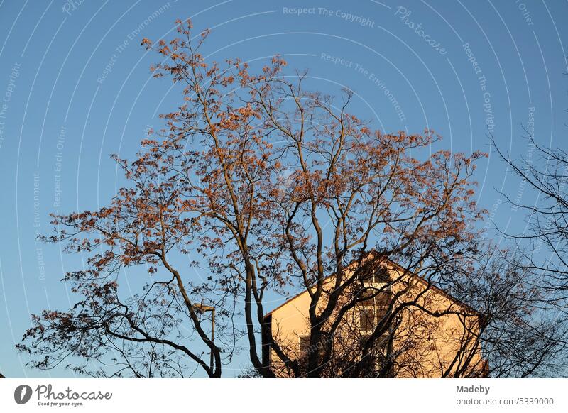 Karger tree in winter in the light of the evening sun in front of a residential building with pointed gable on Hanauer Landstraße in the Ostend of Frankfurt am Main in Hesse, Germany