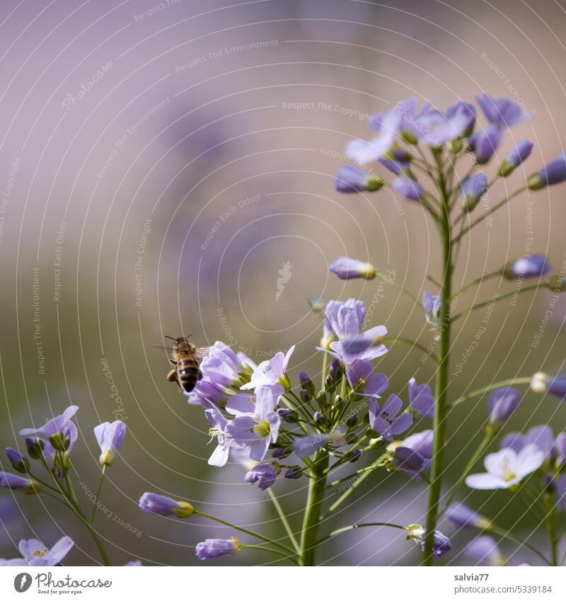 busy bee Bee Flower lady's smock Blossom Plant Insect Blossoming Nature Fragrance Diligent Sprinkle Farm animal Honey bee Nectar Spring Deserted