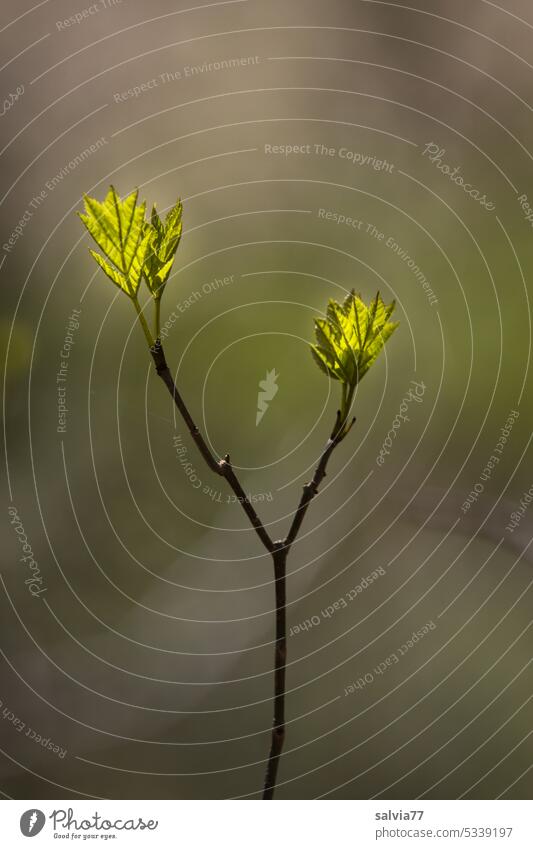 Small maple tree with fresh leaves Spring little trees Tree Nature Crutch youthful Fresh Green Plant Colour photo Leaf Growth Life Sprout New Forest naturally