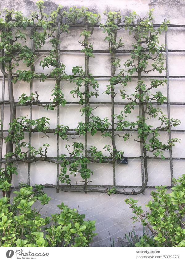 [MainFux 2023] Patience game Grid Arrangement neat Wall (building) Park Plant vine Vine plant patience wax Deserted Colour photo Green Exterior shot Nature Day