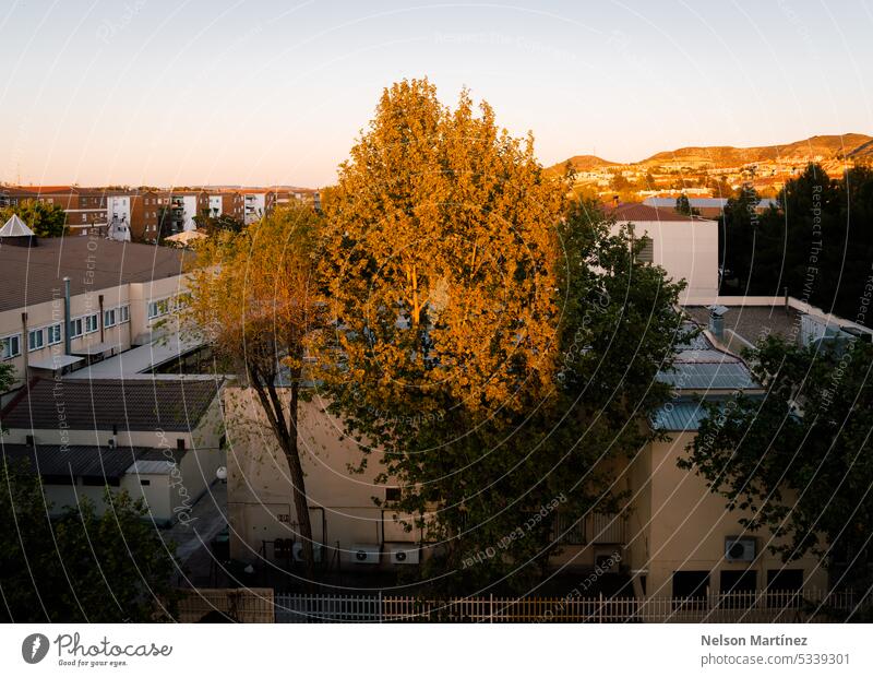 A tree between lights and shadows at sunset tree branch nobody sunlight fall vibrant background natural scenery sunrise ecology nature yellow season bright leaf