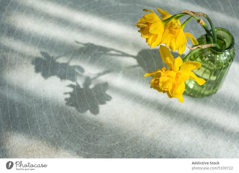 Vase with bright yellow daffodil flowers bloom spring aroma background beautiful blossom ceramic close up concrete daytime decor decoration flora floral florist