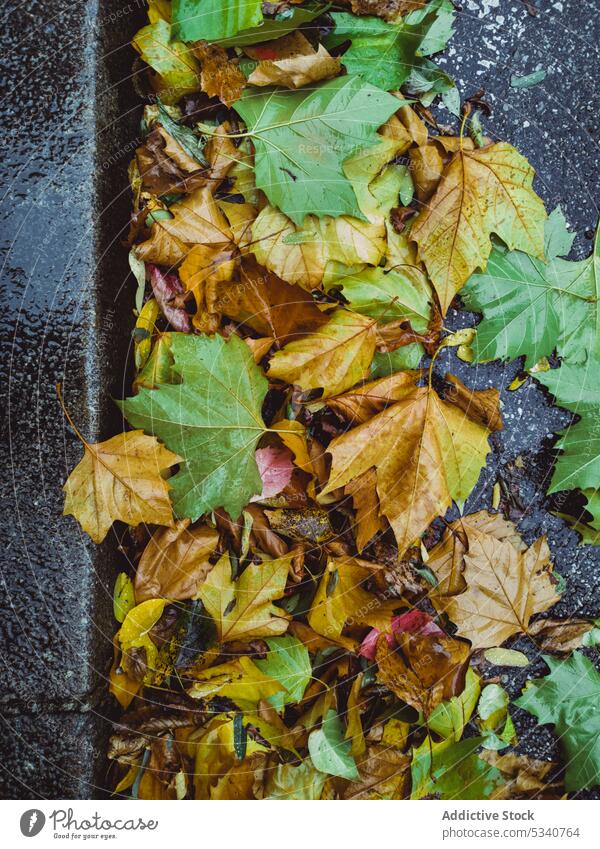 Background of multicolored fallen leaves background colorful autumn nature environment garden heap surface green exterior road yellow street park colors texture