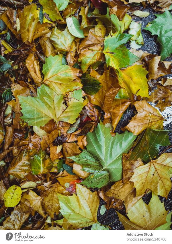 Background of multicolored fallen leaves background colorful autumn nature environment garden heap surface green exterior road yellow street park colors texture