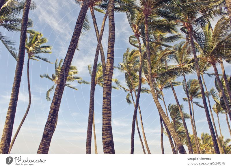 Palm trees in the wind Vacation & Travel Tourism Summer Beach Island Nature Sky Beautiful weather Wind Tree Happy Natural Warmth Gold Green Serene Adventure