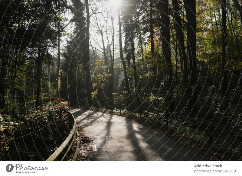 Landscape of path in autumn park nature season fall beautiful asphalt foliage trees mist alley morning way calm tranquil serene peaceful idyllic amazing