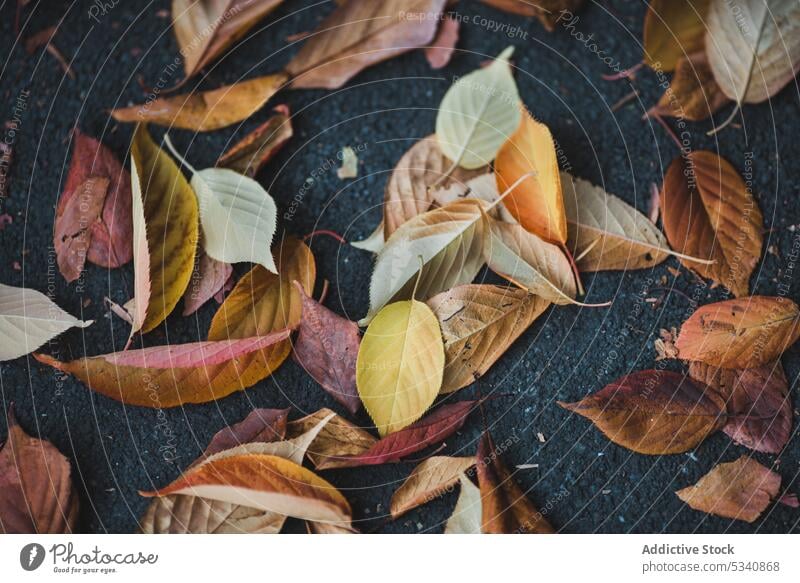 Autumn leaves lying on asphalt autumn dry fall season nature foliage plant beautiful park color environment organic nobody heap pile path street ground