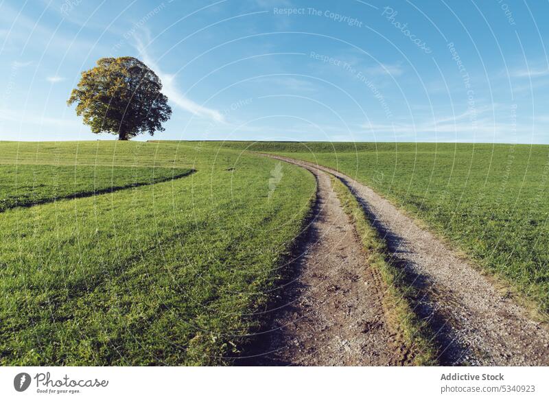 Blooming tree on green field in countryside landscape bright nature blue sky bloom vibrant lonely meadow environment plant summer spring growth flora fresh