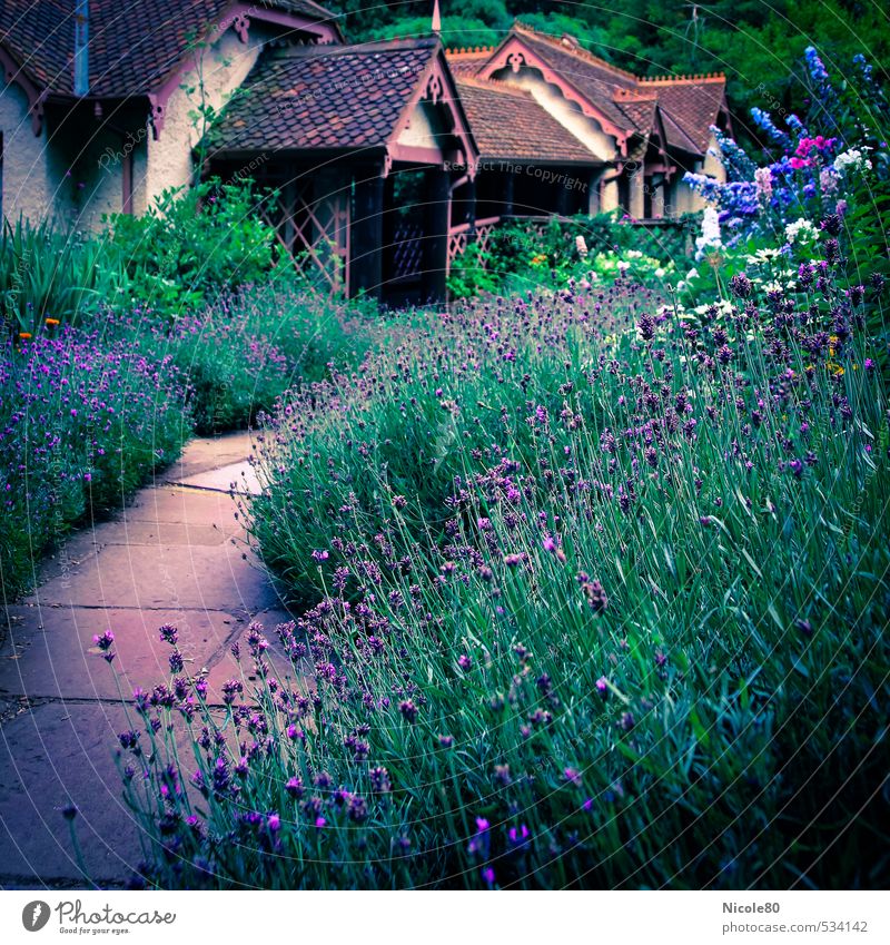 Lavender in London Environment Park Violet Hyde Park Far Eastern Romance Garden Gardenhouse Garden path Garden Bed (Horticulture) Hide vintage Colour photo