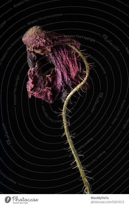 Dry color on chene background Pink Plant Flower blossom Nature blurriness Studio shot Flashlight poppie petals garden flower Still Life Art