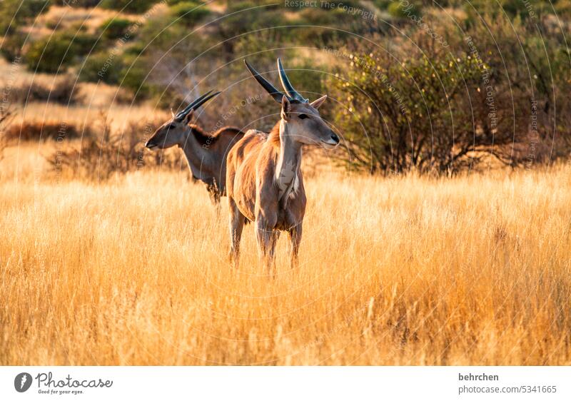 the true beauty of our world beautifully Animal protection Love of animals aridity Savannah Grass Impressive especially Landscape Vacation & Travel Nature