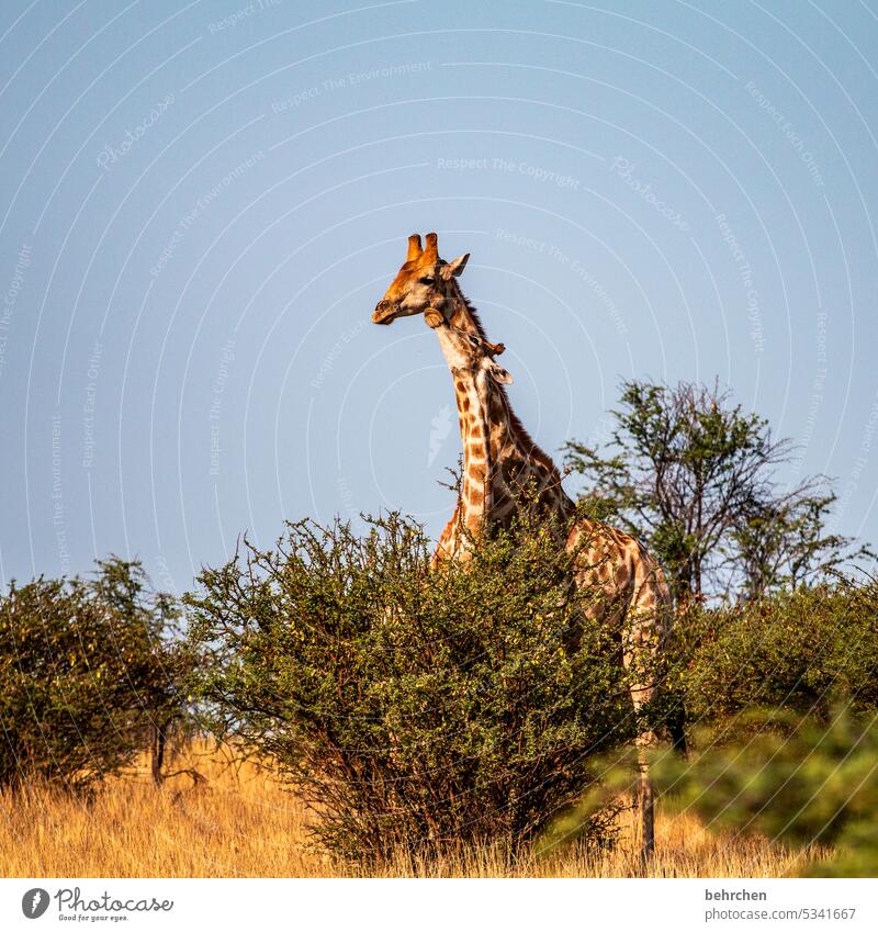 love of animals Baby animal Animal family Cuddling Wild Namibia Exterior shot Africa Far-off places Wanderlust Colour photo Freedom Vacation & Travel Landscape