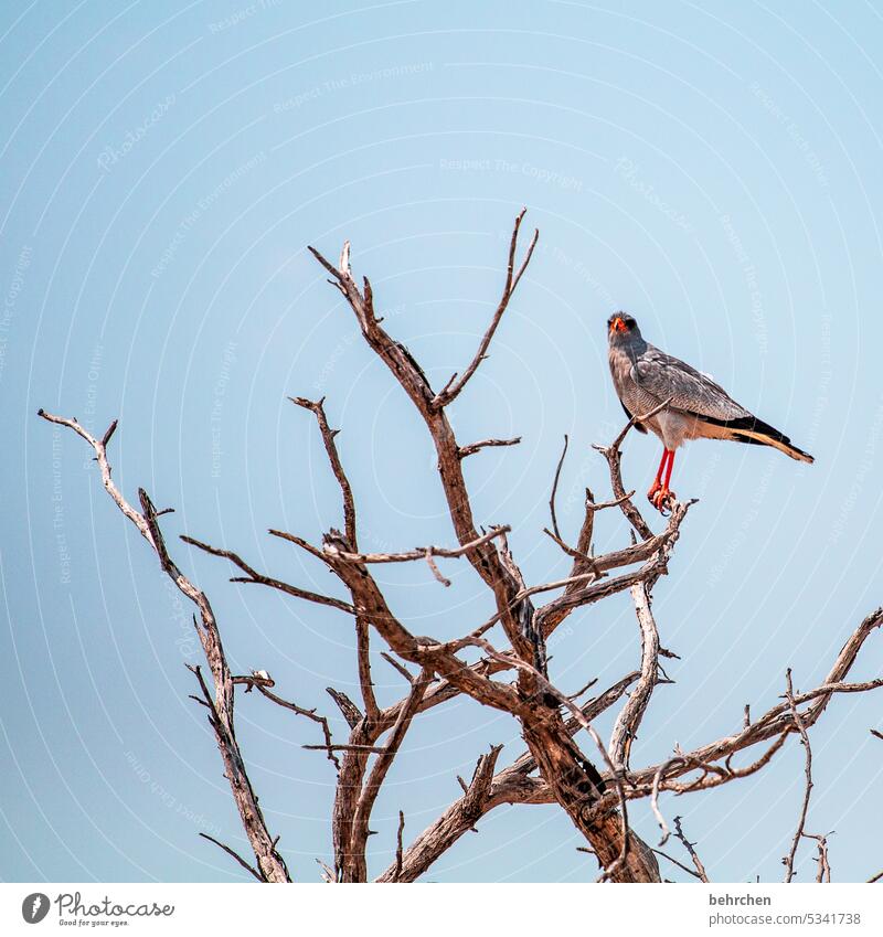 white-rumped singhawk Flying feathers Grand piano Free hunting Hawk bird of prey predator Bird Love of animals Wild animal Wilderness Exceptional Safari Nature