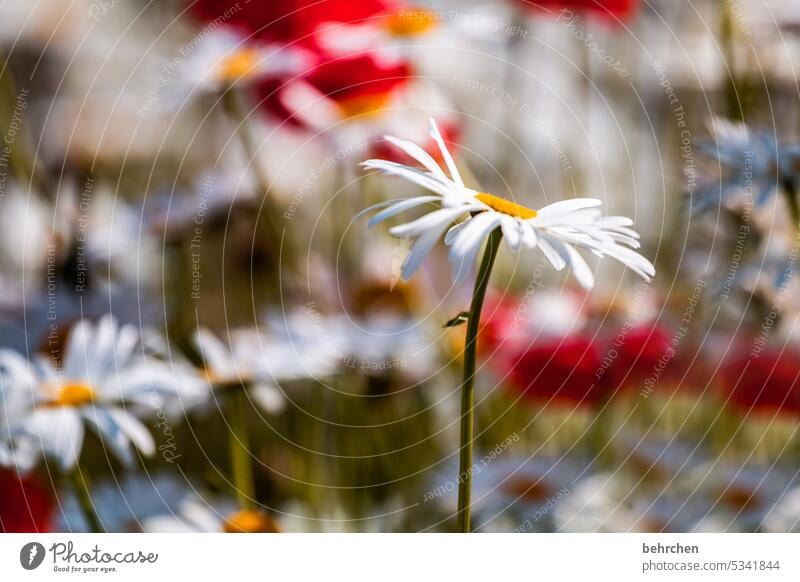 jutting Plant Blossom blossom Nature fragrant Fragrance Summery beautifully Colour photo Environment Warmth Blossom leave Meadow Sunlight Flower Exterior shot