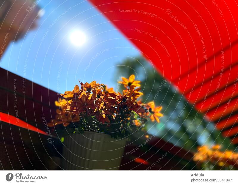 Hot summer sun in the garden Summer Sun Garden flowers Sun blind Sunlight Blue sky Orange warm Terrace Light Shadow sun protection Vacation & Travel