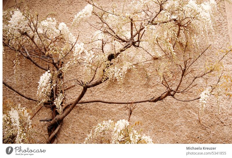 wisteria, blue vine in white, picturesque on a brown wall, in full bloom Deserted Space for text greeting card abundance strong growth Nature spring blossom