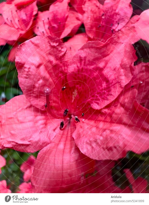 Azalea flowers blossoms Plant Spring Flower Blossom leave Garden flora Summer Close-up