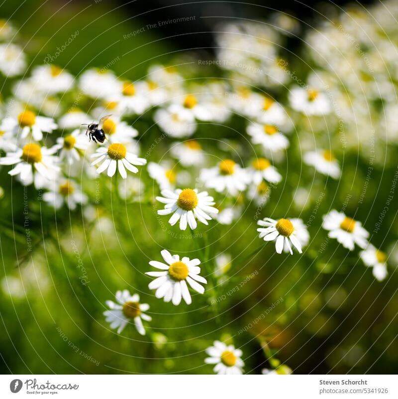 Bee flies over beautiful field of chamomiles Nature Garden Garden plants garden plant Flower Plant naturally Summer Blossom Colour photo Blossoming