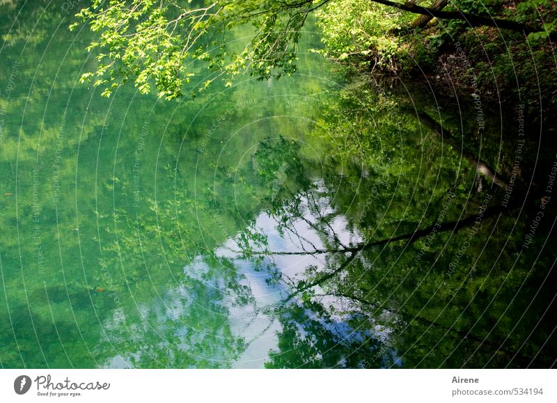 sea of longing Nature Landscape Water Sky Summer Beautiful weather Forest Lakeside Relaxation Dream Positive Blue Yellow Green Calm Loneliness Idyll Meditation