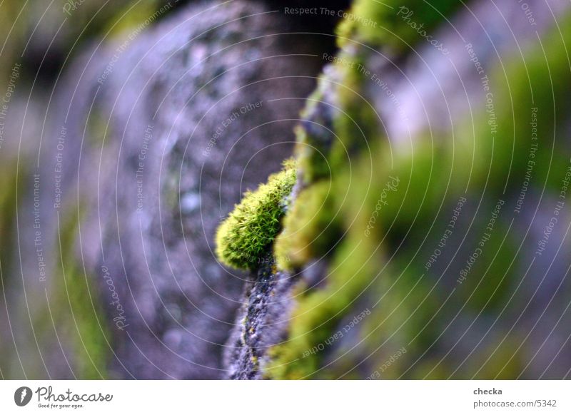 moss Wall (barrier) Plant Macro (Extreme close-up) Moss