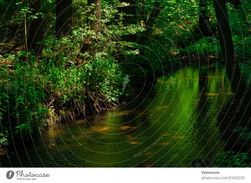 Small river in the forest in spring Rivers water waters water reflections forests branch branches green lung leaf leaves grass grasses riverside shore Water