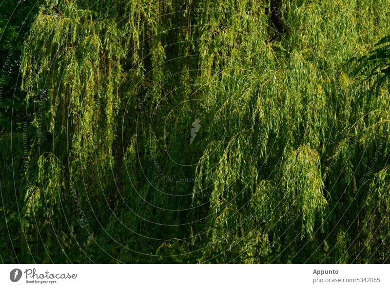 Mighty canopy of a weeping willow (Salix babylonica), partly in sunlight, partly in diagonal penumbra Treetop Willow tree True weeping willow Weeping willow