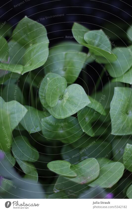 Purslane Purslane salad portulac Foliage plant Green Lettuce Agricultural crop beautiful light