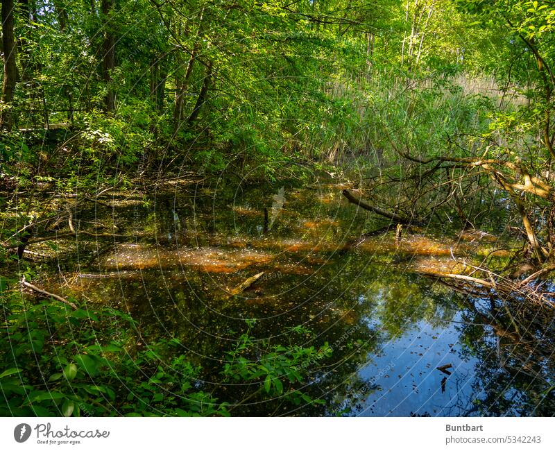 AmMoore Bog Lake Pond Light Climate Marsh Nature Environment Plant Reflection Lakeside Green (Green) Landscape Calm Tree Forest Water ponds Water reflection