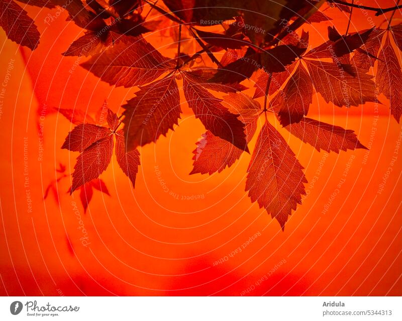 Vine leaves in awning light No. 2 grape climbing plant Sun blind Light Sunlight sun protection Rachis Summer Exterior shot Shadow Leaf