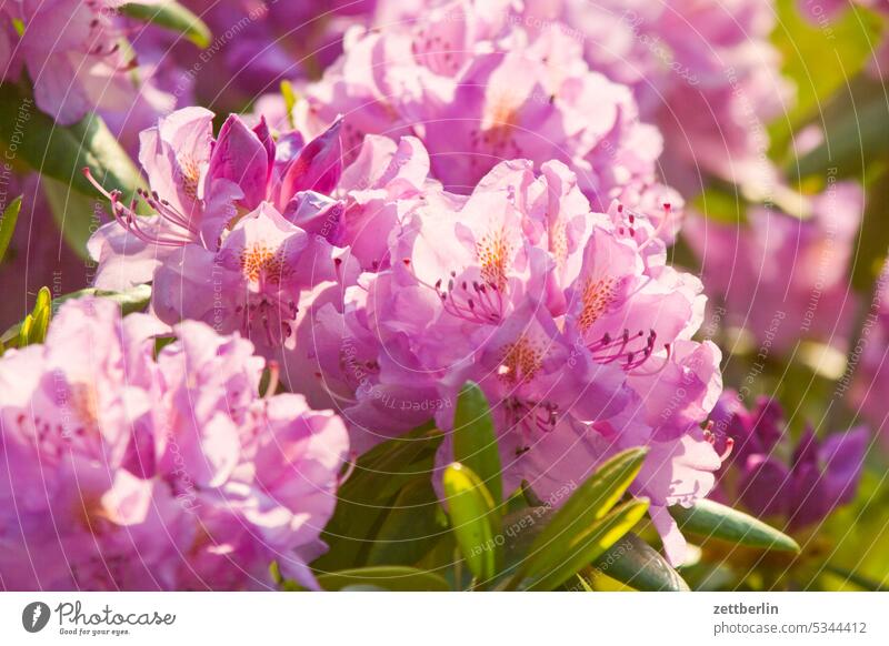 rhododendron Branch blossom Blossom Relaxation awakening holidays spring Spring spring awakening Garden allotment Garden allotments bud Deserted neighbourhood