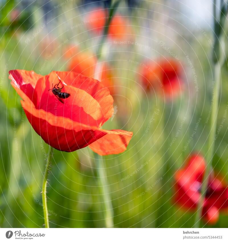 bee Summery Colour photo Wild plant Environment Deserted Blossom leave Agricultural crop pretty Meadow Close-up Exterior shot Red Plant Nature beautifully