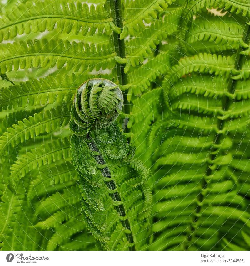 Green fern background. Patterned green plant background Fern Nature Fern leaf Pteridopsida Botany Plant Foliage plant Farnsheets fern growth Colour photo Leaf