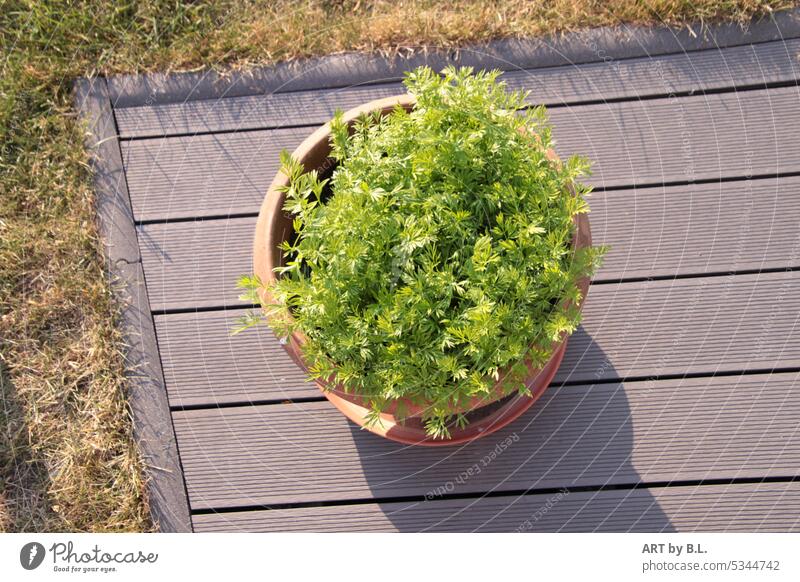 Freshly sown ..... herbs Pot Terrace decoration salubriously vegan planks Clay pot Garden Summer Season virgin in green flowers yearlong