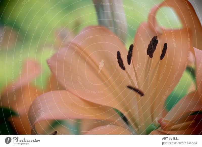 Lily open lily Orange Stamp Blossom Colour photo Summer bud Close-up Garden Delicate Noble floral Nature flower Flower macro lily leaves Lily blossom unpeopled